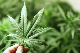 Feuille de cannabis médical